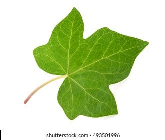 Poison Ivy Leaves, Ivy Plants, Green Ivy, Jewelry Design Drawing, Vine Leaves, Leaf Drawing, White Background Photo, Ivy Leaf, Eco Printing