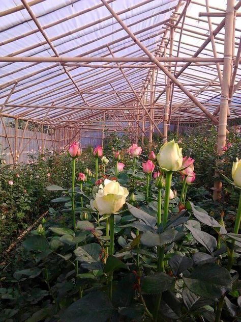 Rose Cultivation, Rose Farm, Flower Farming, Girl Vibe, Green Houses, Flowers For You, Farm Gardens, Flower Farm, Rose Flowers