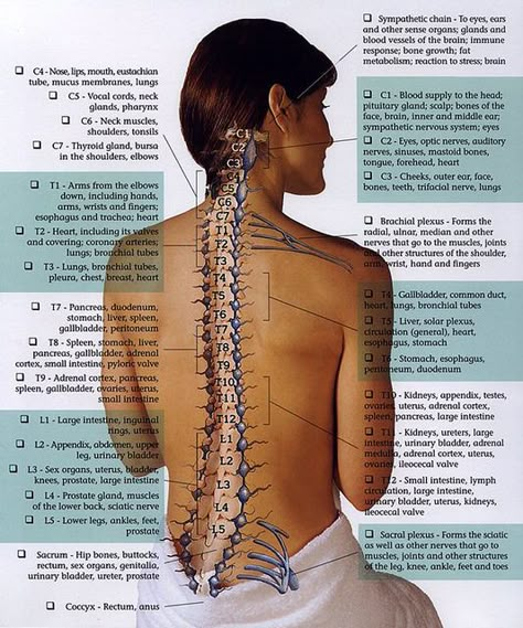 Each spinal nerve supplies a wide area of the body and many functions...  Repinned by SOS Inc. Resources. Follow all our boards at pinterest.com/sostherapy for therapy resources. Spinal Nerve, Spine Health, Chiropractic Care, Nerve Pain, Reflexology, Sciatica, Occupational Therapy, Chiropractic, Health Info