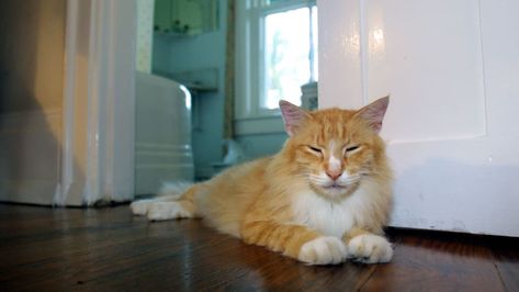 Hemingway Cats, Hemingway House, Polydactyl Cat, Books And Cats, Typewriter Series, Cat Instagram, Animal Behaviorist, Limestone Wall, Sylvia Plath