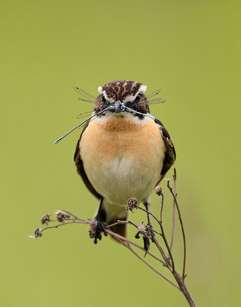 Stonechat Bird, Stonechat, Song Bird, Birds Of A Feather, Bird Feathers, Feathers, Birds, Models, Animals