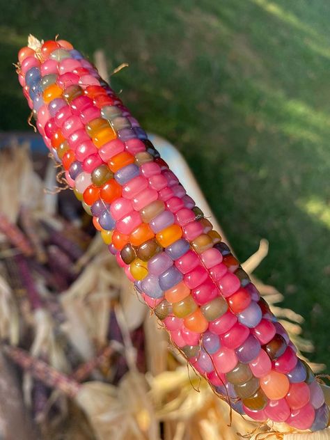 This Jellybean Corn Looks Amazing «TwistedSifter Calico Corn, Maximalist House, Gem Corn, Flint Corn, Glass Gem Corn, Taman Air, Indian Corn, Cherokee Indian, Seed Pack