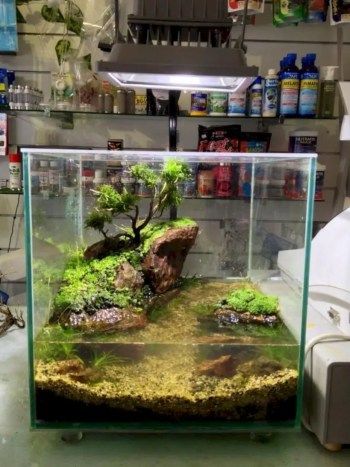 Aquarium Design Ideas, Turtle Aquarium, Aquarium Stands, Amazing Aquariums, Aquascape Design, Aquarium Terrarium, Nature Aquarium, Turtle Tank, Aquascape Aquarium