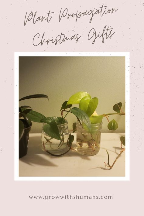 Free, easy, and zero waste Christmas gifts from propagating houseplants! Plant Christmas Gifts, Homemade Gifts Christmas, Zero Waste Christmas, Heart Leaf Philodendron, Plant Gift, Pothos Plant, New Roots, Low Waste, Snow Flakes