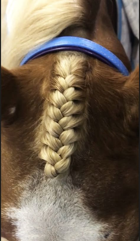 Horse Forelock Braid, Horse Hairstyles Braids, Horse Main Braiding, Horse Forelock Styles, Braids For Horses Manes, Running Braid Horse, Braided Horse Mane, Horse Mane Braids Westerns, Braiding Horse Manes