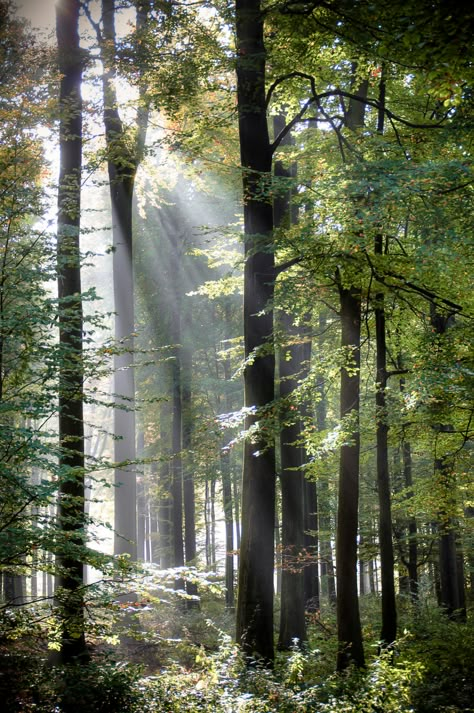 숲 사진, Forest Bathing, Forest Path, Airbrush Art, Forest Photography, Tree Forest, Forest Landscape, Throne Of Glass, Nature Aesthetic