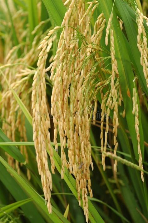 Agriculture Images, Fall Season Pictures, Agriculture Pictures, Sparrow Wallpaper, Growing Rice, Rice Photo, Agriculture Photography, Agriculture Photos, Golden Rice