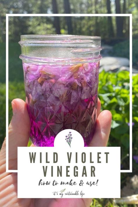 Wild violet vinegar is simple and quick to make, beautiful to look at, and flavorful to use. Gather wild violet flowers and enjoy making your own artisanal wild violet infused vinegar to use in some unique ways! #wildcrafting #infusions Wild Violets Uses, Mason Jar Sizes, Infused Vinegars, Homestead Recipes, Vegetable Harvest, Food Foraging, From Scratch Recipes, Garden To Table, Dried Plants