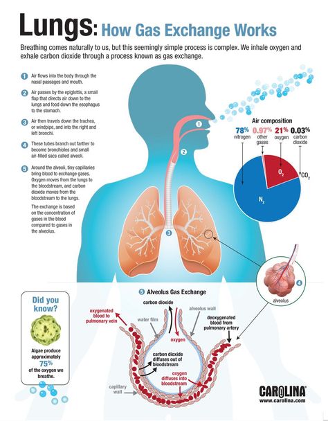 Infographic - Lungs: How Gas Exchange Works Gas Exchange, Basic Anatomy And Physiology, Medical Student Study, Nursing School Survival, Nursing Schools, Respiratory Therapy, Biology Lessons, Medical Facts, Nursing School Studying