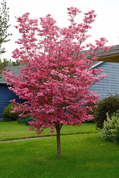 Cornus florida - Flowering Dogwood | PlantMaster Cornus Florida Dogwood, Pink Flowering Dogwood Tree, Red Dogwood Tree, Dogwood Tree Landscaping, Pool Ideas Inground, Flowering Dogwood Tree, Landscape Ideas Modern, Pink Dogwood Tree, Plunge Pool Ideas