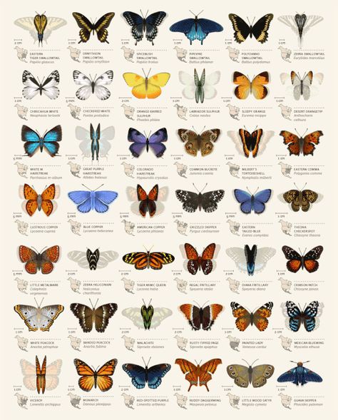 Butterfly Identification Chart on Student Show Types Of Butterflies, Butterfly Species, Butterfly Garden, Hummingbirds, Dragonflies, Beautiful Butterflies, Different Types, Moth, Bugs