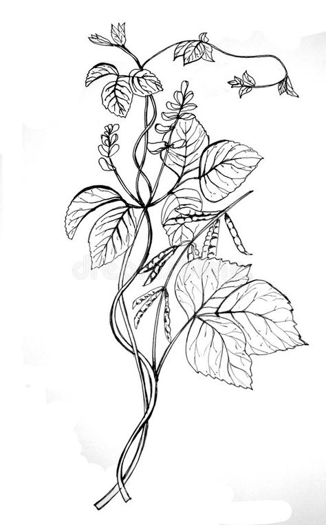 Soy bean drawing. Soy, bean, drawing, black and white , #SPONSORED, #bean, #Soy, #drawing, #white, #black #ad Soybean Plant Tattoo, Soybean Tattoo, Vegetable Art And Craft, Three Sisters Tattoo, Mood Board Brand Identity, Hyacinth Drawing, Three Sister Tattoos, Bean Drawing, Soybeans Plant