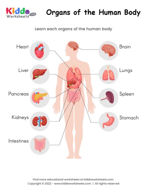 Free Printable Organs of the Human Body Worksheet - kiddoworksheets Internal Organs Worksheet, Parts Of Human Body, Body Worksheet, Human Body Printables, Organs Of The Body, Body Parts For Kids, Human Body Worksheets, Free Human Body, Islamic Books For Kids