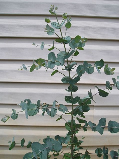 How To Grow Eucalyptus Plants Eucalyptus Plant Indoor, Grow Eucalyptus, Formal Garden Design, Eucalyptus Plant, Plant Indoor, Formal Garden, Cut Flower Garden, Formal Gardens, Gardening Landscaping