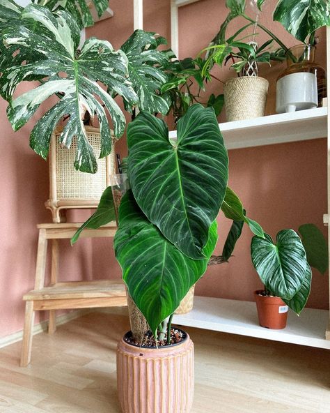 ⁠ 🌿Born to Stand Out: Introducing the Philodendron Splendid!⁠ ⁠ Have you ever encountered a plant so stunning it turns heads? The Philodendron Splendid might be just that! ⁠ ⁠ Born from the union of the Philodendron Melanochrysum and Philodendron Verrucosum, this hybrid boasts captivating foliage without the usual pest issues. ⁠ ⁠ ✨️Embrace the beauty, leave the drama behind! ⁠ ⁠ 📷 and gorgeous wall colour by @va.nts⁠ ⁠ ⁠ #philodendronsplendid #philodendronsplendid🌿 #philodendronfanatic #phi... Philodendron Splendid, Philodendron Verrucosum, Philodendron Melanochrysum, Wall Colour, Exotic Plants, The Drama, Wall Colors, Have You Ever, The Beauty