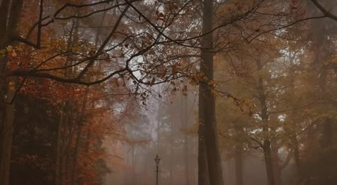 Fall Macbook Wallpaper Aesthetic High Quality, Spooky Autumn Aesthetic, Terrence Loves You, Being Angry, Catty Noir, Fall Mood Board, Ipad Kids, Gilmore Girl, Over The Garden Wall