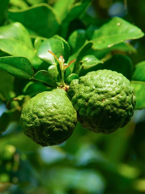 Kaffir lime, also known as citrus hystrix, is a species of Indonesian lime with highly aromatic foliage which, along with the rind, are essential ingredients for creating the authentic flavour of Thai cuisine. With a little TLC, it's easy to plant a tree of them in your backyard and reap the benefits in your kitchen. Lime Plant, Lemon Lime Plant, Tahitian Lime Tree, Mexican Lime Tree, Kaffir Lime Plant, Fruit Bearing Trees Philippines, Tattoo Plant, Limes, Lime Tree