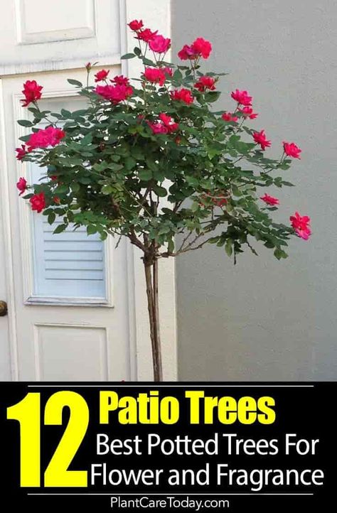 Potted Patio Trees add height, privacy, color, flowers, fragrance to small areas and tight space, especially the balcony. Our Best Recommendations [DETAILS] Potted Plants On Balcony, Flowers On Patio Ideas, Trees In Pots Outdoors Front Porches, Outdoor Patio Trees, 3 Flower Pots Together, Outside Plants In Pots Patio, Planters With Trees And Flowers, Corner Plants Outdoor, Best Plants For Covered Porch