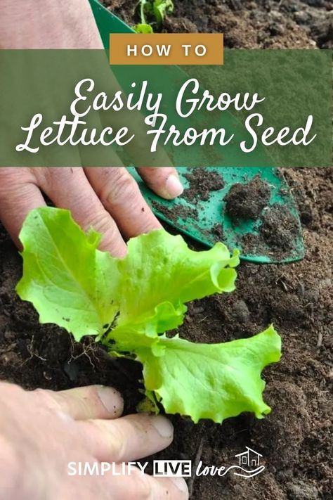 How To Grow Lettuce From Seed, How To Plant Lettuce Seeds, Growing Iceberg Lettuce, Growing Lettuce From Seed, Lettuce Garden, How To Grow Lettuce, When To Plant Lettuce, Planting Lettuce Seeds, Ro Plant