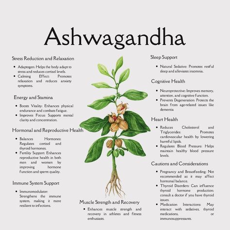 Meet Ashwagandha: your ultimate adaptogenic ally! 🌿✨ Known as the ‘King of Herbs,’ this powerhouse helps reduce stress, boost energy, and enhance vitality. 💪💚 Perfect for supporting mental clarity and overall wellness, Ashwagandha is a staple in Ayurveda for a reason. How do you like to incorporate this super herb into your daily routine? Share your tips below! 💬🌟 #Ashwagandha #Adaptogens #HerbalWellness #NaturalHealing #StressRelief #EnergyBoost #HolisticHealth #AyurvedicHerbs #HealingHer... Ashgawanda Benefits Women, Best Time To Take Ashwagandha, Ashgawanda Benefits, Growing Ashwagandha, Ashawangda Benefits, Ashwagandha Benefits For Women, Ashwagandha Plant, Ayurveda Herbs, Ashwagandha Benefits