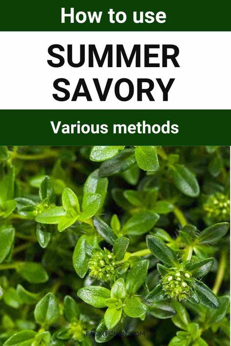 A Pinterest pin showcasing summer savory with informative text. Learn about its nutrition, benefits, and versatile uses in cooking. Get expert tips on buying and storing this flavorful herb. Perfect for those looking to enhance their culinary skills! #SummerSavory #HerbGuide #CookingTips Savory Herb Uses, Summer Savory Herb Recipes, What To Do With Extra Fresh Herbs, Summer Savory Herb, Freezing Parsley Fresh Herbs, Preserve Fresh Herbs, Herb Guide, Summer Herbs, Summer Savory