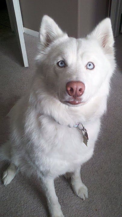 My white husky, Blu! #husky Albino Husky, All White Husky, Lord Of The Rings Characters, Husky Puppy Training, Husky White, Dog Names Unique, Wolf Husky, White Husky, Cute Husky