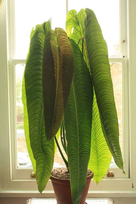 Interesting House Plants, Rare House Plants, Anthurium Plant, Plant Goals, Plant Wishlist, Inside Plants, Hotel Booking, Plant Aesthetic, Unique Plants