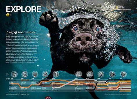 Design Portfolio Site, Top Dog Breeds, National Geographic Magazine, Portfolio Site, Information Graphics, Publication Design, Magazine Layout, Design Portfolio, Dog Breed