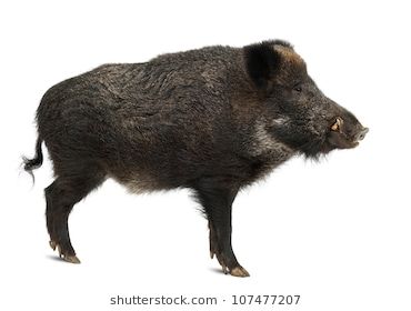 Wild boar, also wild pig, Sus scrofa, 15 years old, standing against white background Pig Hunting Dogs, Emboar Pokemon, Boar Hunting, Hog Heaven, Wild Pig, Animal Flashcards, Image Nature, Animal Anatomy, Animal Reference