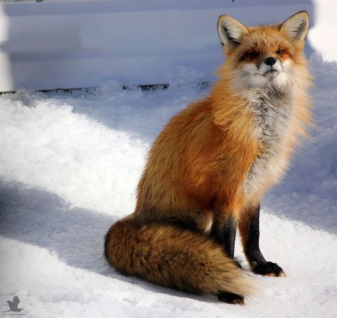 Female Red Fox. | Beautiful female Red Fox sitting pretty. | Jon Wedge Photography | Flickr Fox Sitting, Female Fox, Cute Foxes, Hodge Podge, Fox Art, Sitting Pretty, Cute Fox, Red Fox, Amazing Animals