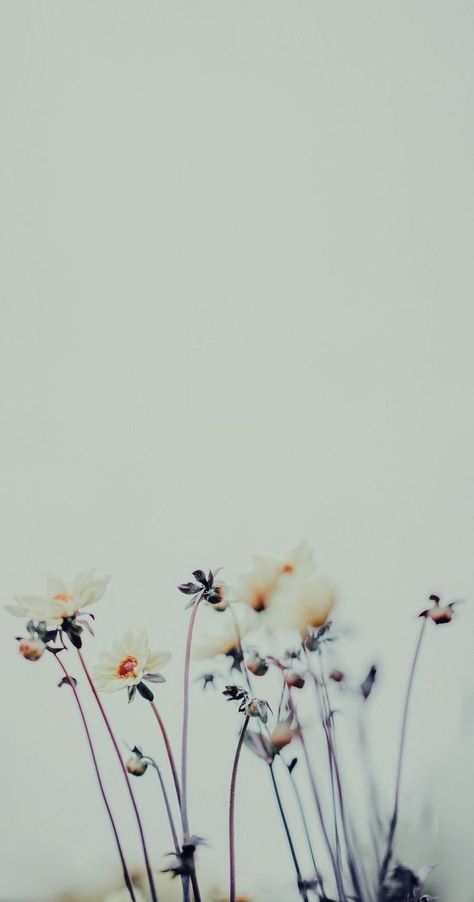 Minimalist Floral Wallpaper, Floral Tumblr, Chat Background, Floral Wallpapers, Flower Background Iphone, Yellow Blossom, Floral Wallpaper Iphone, Tumblr Backgrounds, Wallpaper Iphone Summer