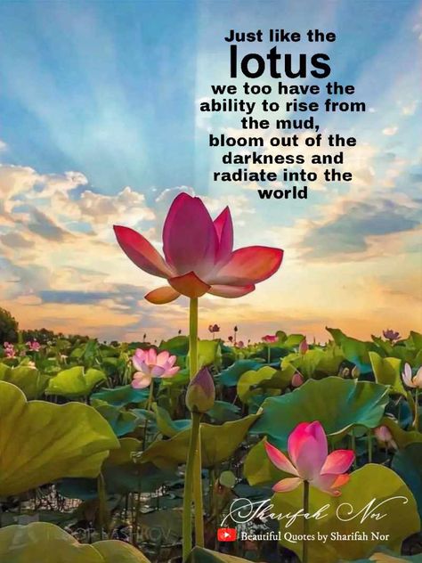 Quote by SharifahNor: Lotus Quotes, Lotus Flower Quote, Lotus Flower Symbol, Flower Quote, Lotus Flower Pictures, Helping Each Other, Flower Symbol, Quotes Women, Good Morning Beautiful Quotes