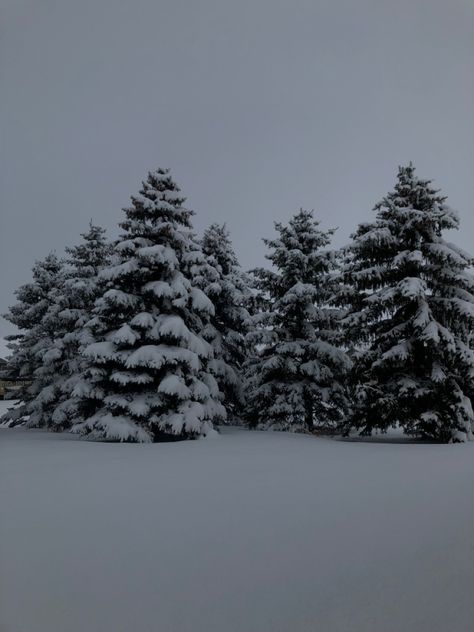 Five pine trees covered in and surrounded by snow Snowy Evergreen Trees, Snow On Pine Trees, Pine Trees With Snow, Pine Trees In Snow, Snow Covered Pine Trees, Winter Pines, Winter Pine Forest, Snow Pine Trees, Pine Trees Aesthetic