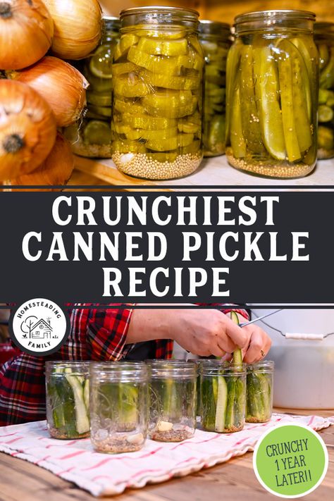 Best Canned Pickles, Ways To Can Cucumbers, Claussen Pickle Recipe Canning, Pickled Cucumbers Canned, Crunchy Canned Pickles, Recipe For Pickles, Best Pickle Recipe For Canning, Canned Cucumbers Pickles Recipe, Canning Dill Pickles Recipe Crunchy