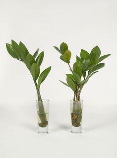 Propagate Zz Plant In Water, How To Propagate Zz Plant In Water, How To Propagate A Zz Plant, How To Propagate Plants, Propagating Zz Plant, Propagate Zz Plant, Zz Plant Propagation, Wild Interiors, Plants Propagation