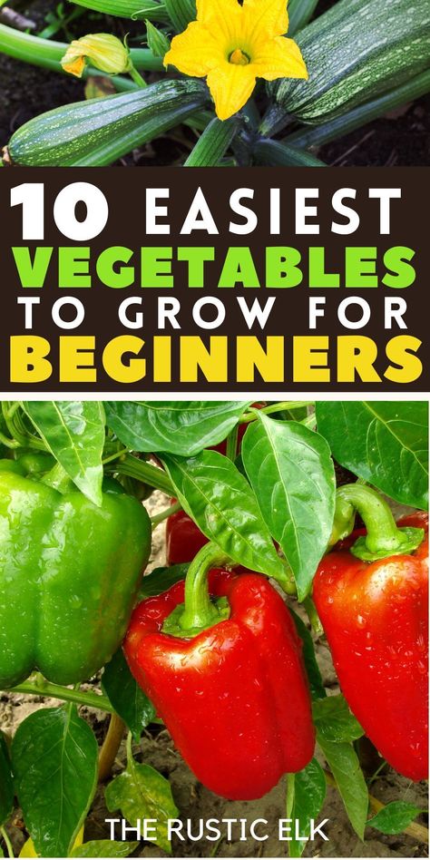 Discover the joy of gardening with our top tips for beginners! Find out which vegetables are the easiest to grow, even if you've never planted before, plus how to start and grow each one. Get started on your green thumb journey and enjoy fresh, home-grown produce straight from your backyard. Your beginner gardener success starts here! How To Start Vegetable Garden, How To Grow Vegetables At Home, When To Start Planting Vegetables, Planting Vegetables For Beginners, Easiest Vegetables To Grow, Fast Growing Vegetables, Start Gardening, When To Plant Vegetables, Growing Garden