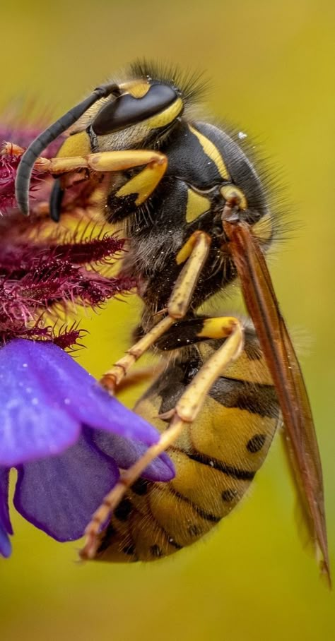 Photo of a hornet. #Insects #Hornet #Animals Hornet Insect, Pictures Of Bees, Cricket Insect, Insects Kindergarten, Macro Photography Insects, Types Of Bees, Pictures Of Insects, Insect Photos, Regard Animal