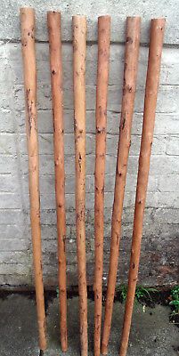 Shafts for Stickmaking. 3 PEELED CHESTNUT WOOD SHANKS FOR STICKMAKING. CHESTNUTS WALKING STICK SHANKS. Our walking sticks and canes are made of handcrafted wood and high quality materials like beech, ash, chestnut, ebony and sterling silver. Wood Hiking Stick, Handmade Walking Sticks, Wooden Walking Canes, Hand Carved Walking Sticks, Canes And Walking Sticks, Wooden Walking Sticks, Walking Sticks And Canes, Canes & Walking Sticks, Hiking Sticks