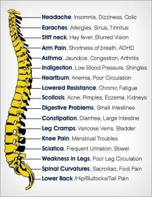 Spinal Nerve, Basic Anatomy And Physiology, Spine Health, Human Body Anatomy, Medical School Essentials, Human Anatomy And Physiology, Medical Anatomy, Hormone Health, Medical Knowledge