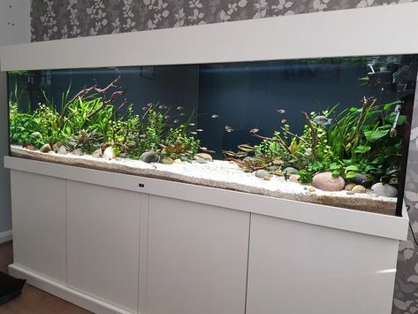 Rated #1: 160 Gallons Planted Tank - 7 foot, 600 litre planted community aquarium with Optiwhite glass. Fx6 and fluval 407 filteration, 2 x fluval plant 3.0 46w lighting. Tropica substrate capped with pool filter sand, manzanita wood and river rock used for hardscape. Community Aquarium, Turtle Stuff, Aquarium Sand, Diy Fish Tank, Community Tanks, Planted Tank, Pool Filter, Pool Filters, Reef Tank