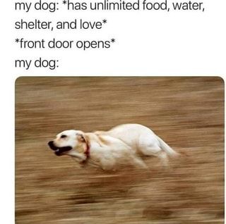 My dog: shelter, and love* *front door opens* my dog: – popular memes on the site iFunny.co Meme Page, Memes Of The Day, Dc Memes, Joke Of The Day, Funny Animal Memes, Dog Memes, Edgy Memes, Great Dane, Gothic Lolita