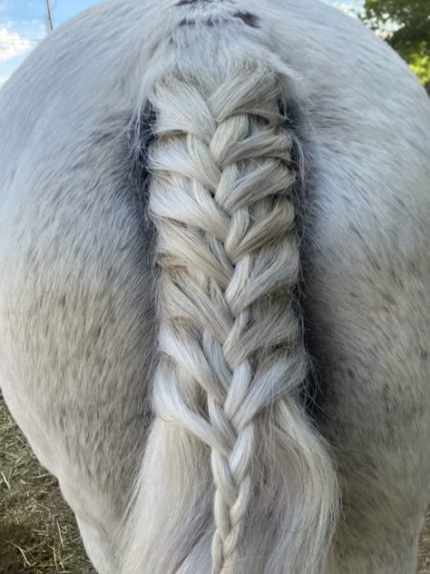 French Tail Braid, Horse Hairstyles, Mane Braids, Horse Mane Braids, Horse Braids, Horse Braiding, Tail Hairstyle, Jumping Horses, Tail Braids