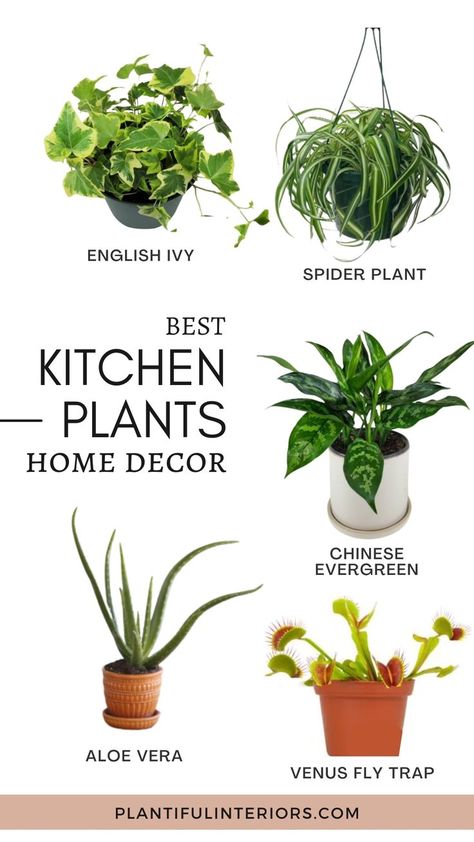 Best Kitchen Plants, Gardening For Dummies, Live Indoor Plants, Kitchen Plants, Chinese Evergreen, Plant Hacks, Air Purifying Plants, Bathroom Plants, Plant Decor Indoor