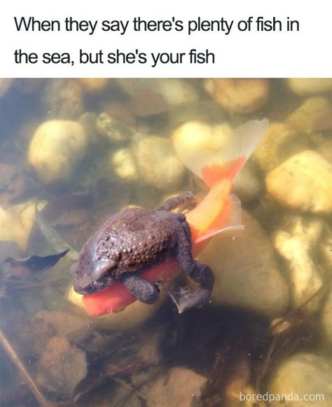 Wholesome-Loving-Relationship-Memes Plenty Of Fish, Hilarious Funny, Relationship Memes, Funny Relationship, Sea Fish, Funny Animal Pictures, Too Funny, Animal Memes, Bones Funny