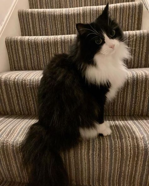 Tuxedo Cat Long Haired, Longhair Tuxedo Cat, Black And White Ragdoll Cat, Tuxedo Cats Aesthetic, Cute Tuxedo Cats, Long Haired Tuxedo Cat, Long Hair Tuxedo Cat, Fluffy Tuxedo Cat, Black And White Fluffy Cat