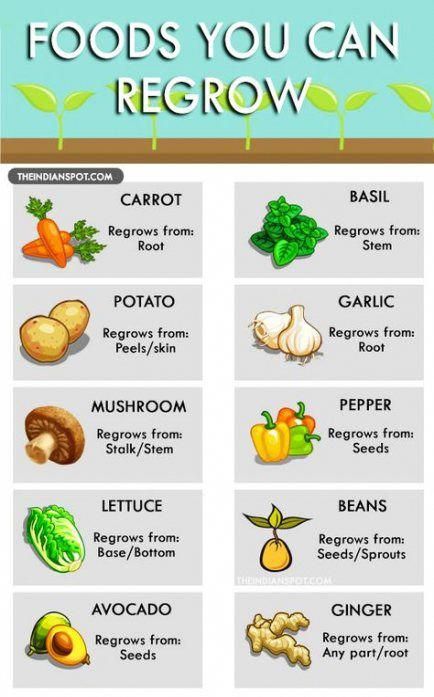 Regrow Veggies, Plants Decoration Ideas, Easy Vegetables, Regrow Vegetables, Home Gardening Ideas, Beautiful Outdoor Living Spaces, Planters Diy, Cheap Garden, Conscious Consumption