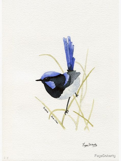 "Superb Blue Wren" Canvas Print for Sale by FayeDoherty | Redbubble Watercolour Bird, Watercolour Birds, Blue Wren, Baby Animal Art, Dog Clip Art, Watercolor Art Diy, Bird Watercolor Paintings, Arches Watercolor Paper, Hummingbird Art