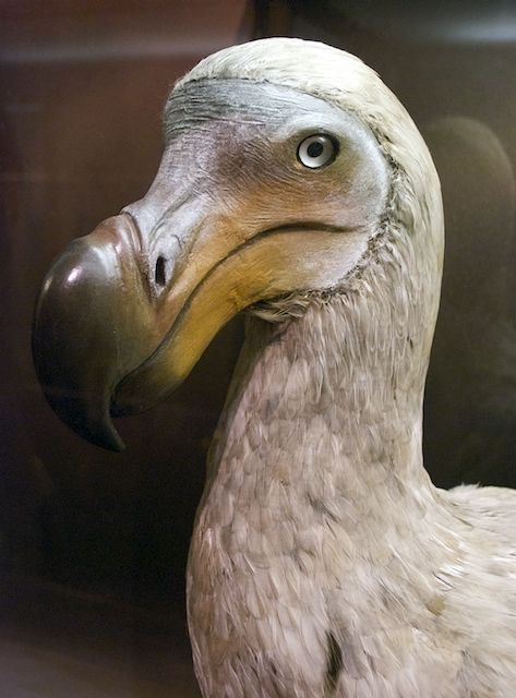 Terror Bird, Extinct Birds, Dodo Bird, Extinct Species, Museum Display, Flightless Bird, Bird Skull, Extinct Animals, Endangered Animals