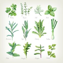 Sticky Notes Book, Herbs Illustration, Watercolor Herbs, Herb Art, Flower Chart, Culinary Herbs, Watercolor Texture, Painting Canvas, White Painting