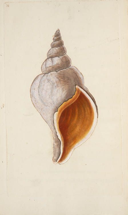 Seashell Drawing, Shell Drawing, Seashell Tattoos, Art Coquillage, Sea Life Art, Seashell Painting, Painted Shells, Seashell Art, Arte Sketchbook